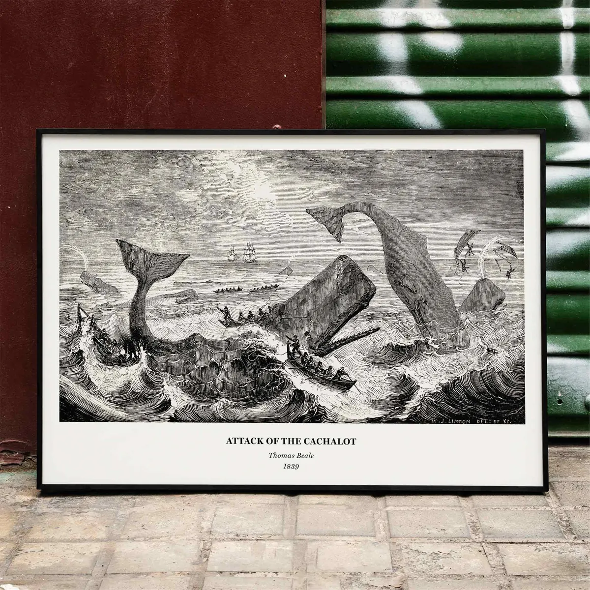 Cachalot Marine Graphic